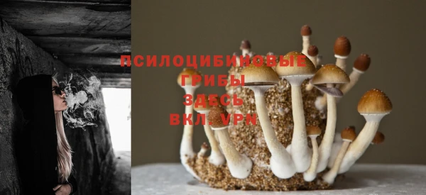 трава Осинники